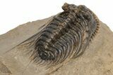 Spiny Leonaspis Trilobite - Very Large Specimen #232773-5